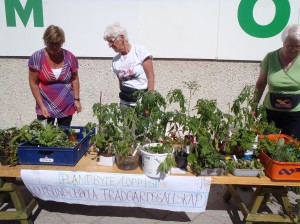 Plantbytardag i Holmsund